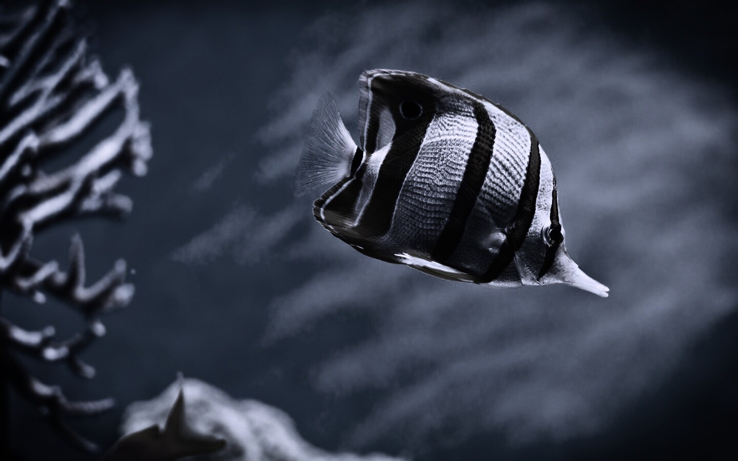 Тропическая рыбка обои