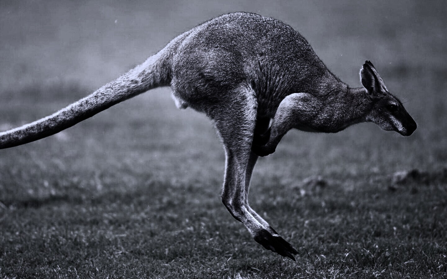 Кенгуру обои