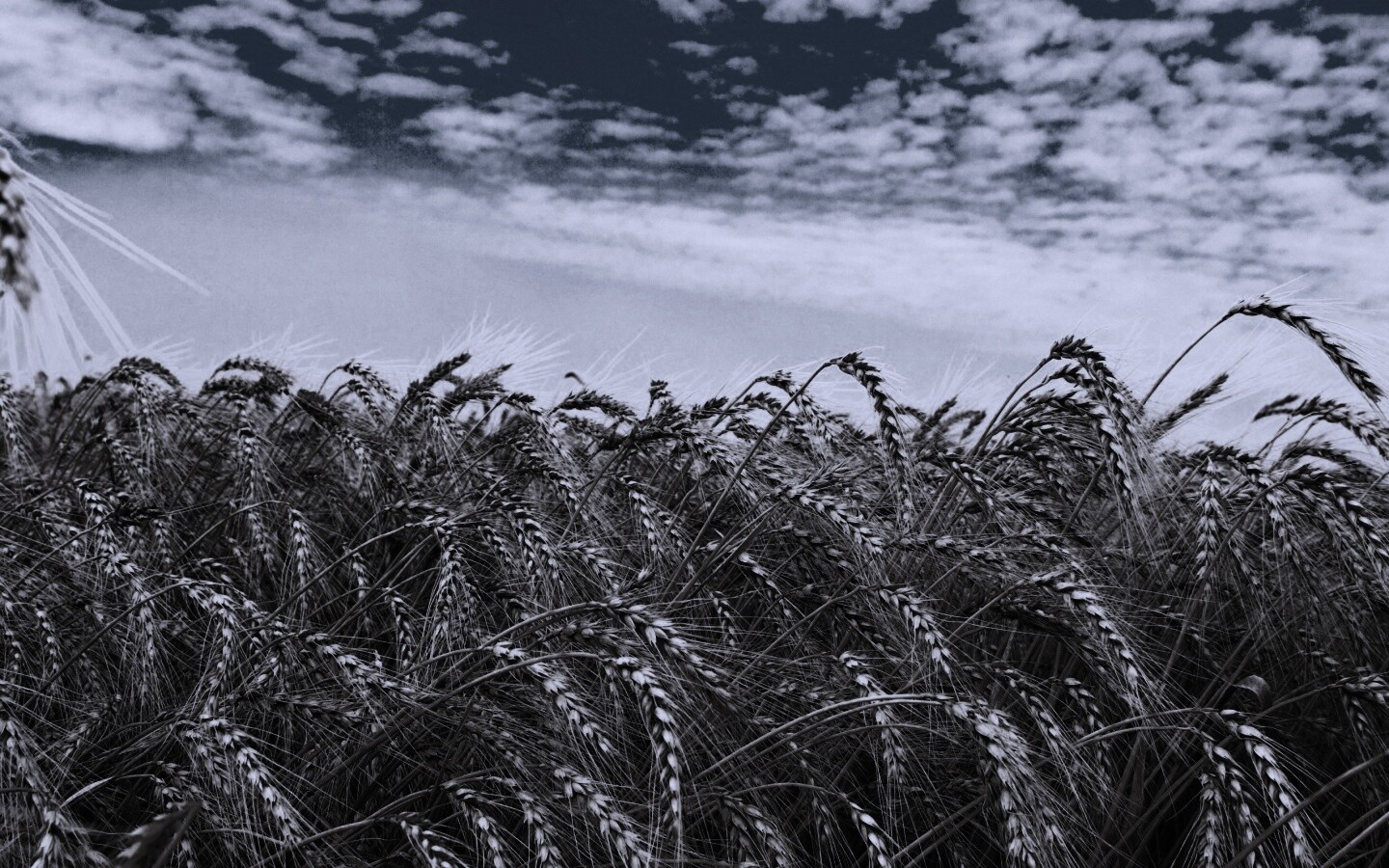 Колосья в поле обои