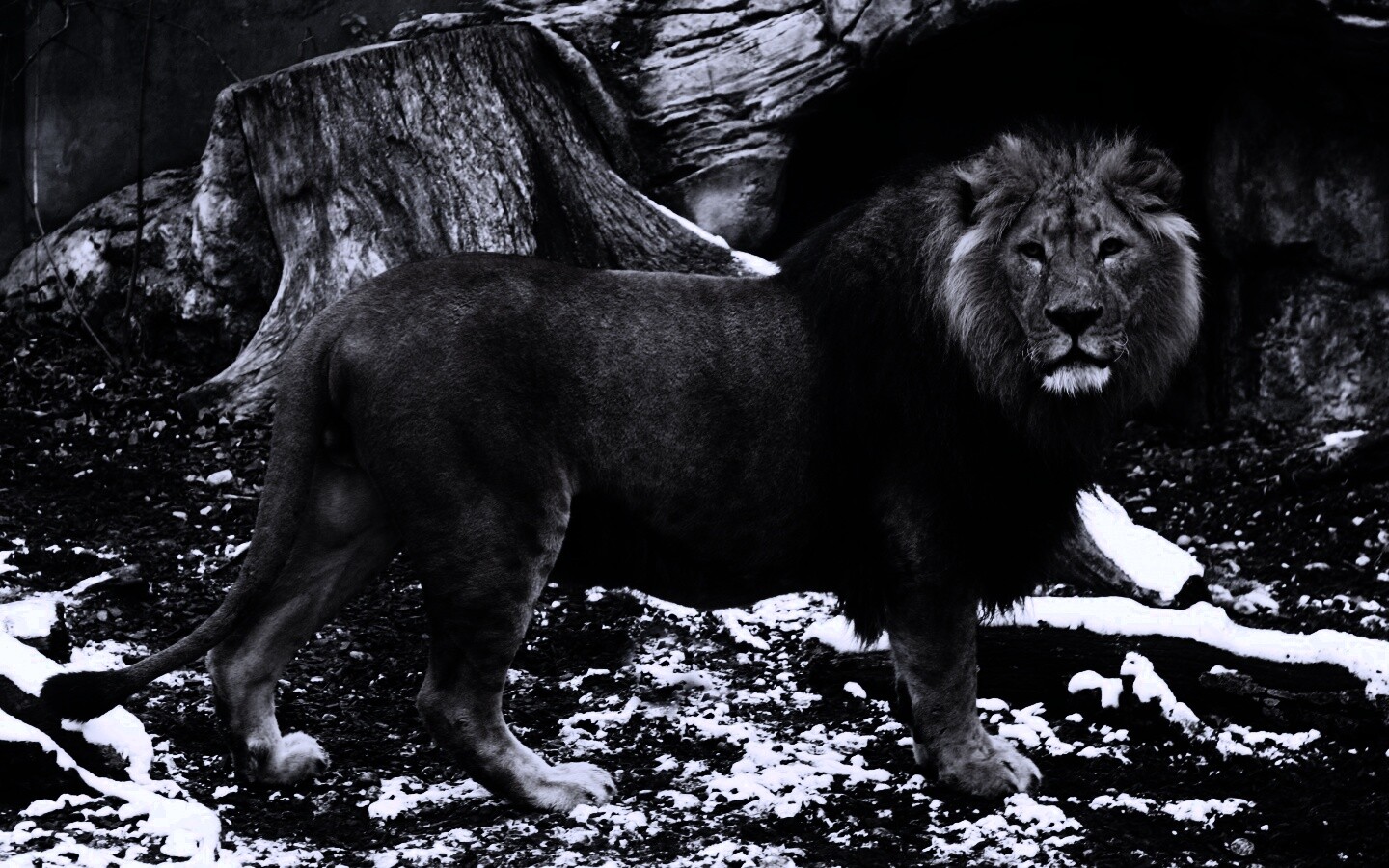 Красивый лев в лесу обои