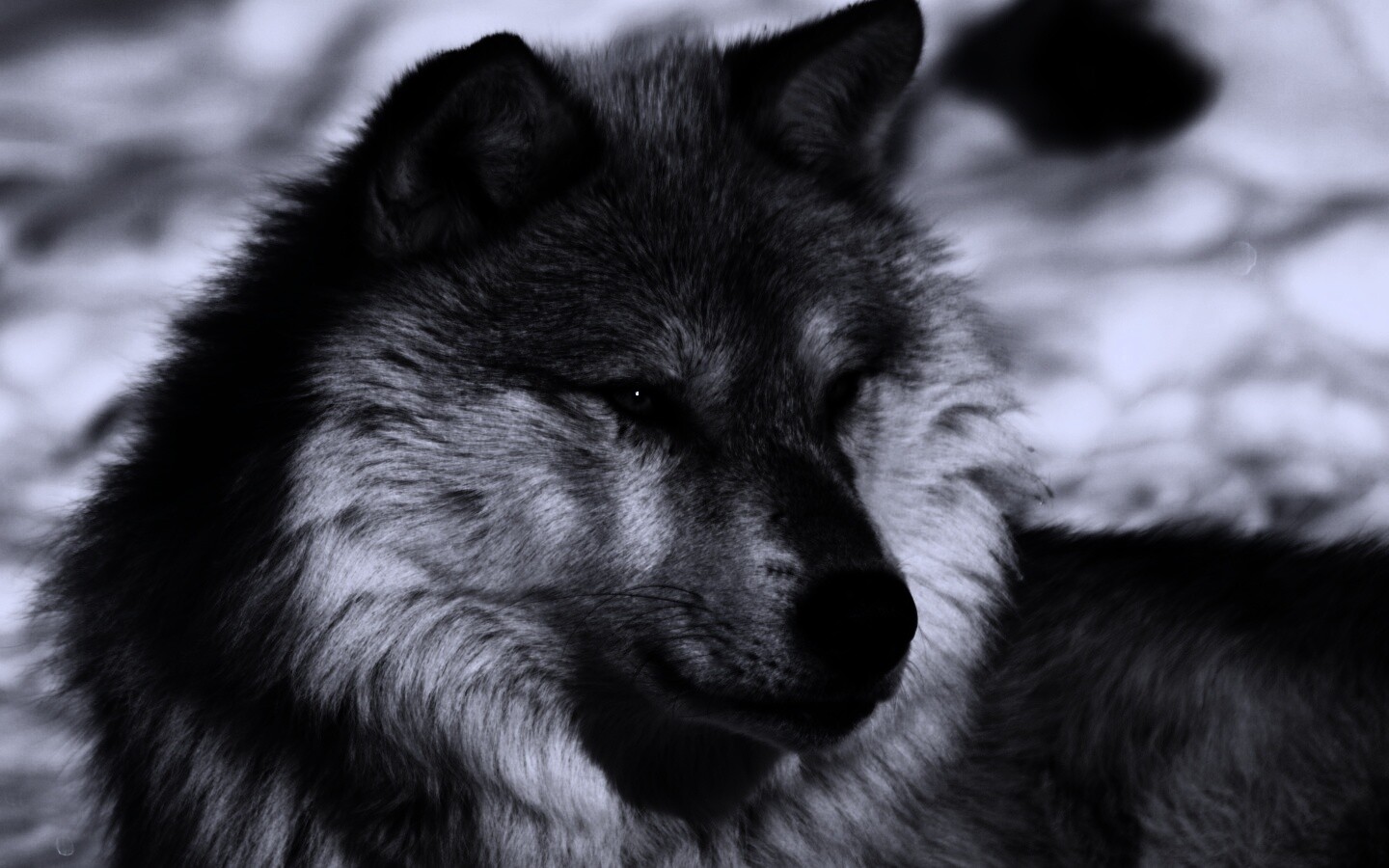 Лайка на снегу обои