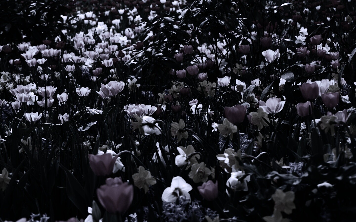 Поляна со множеством цветов обои