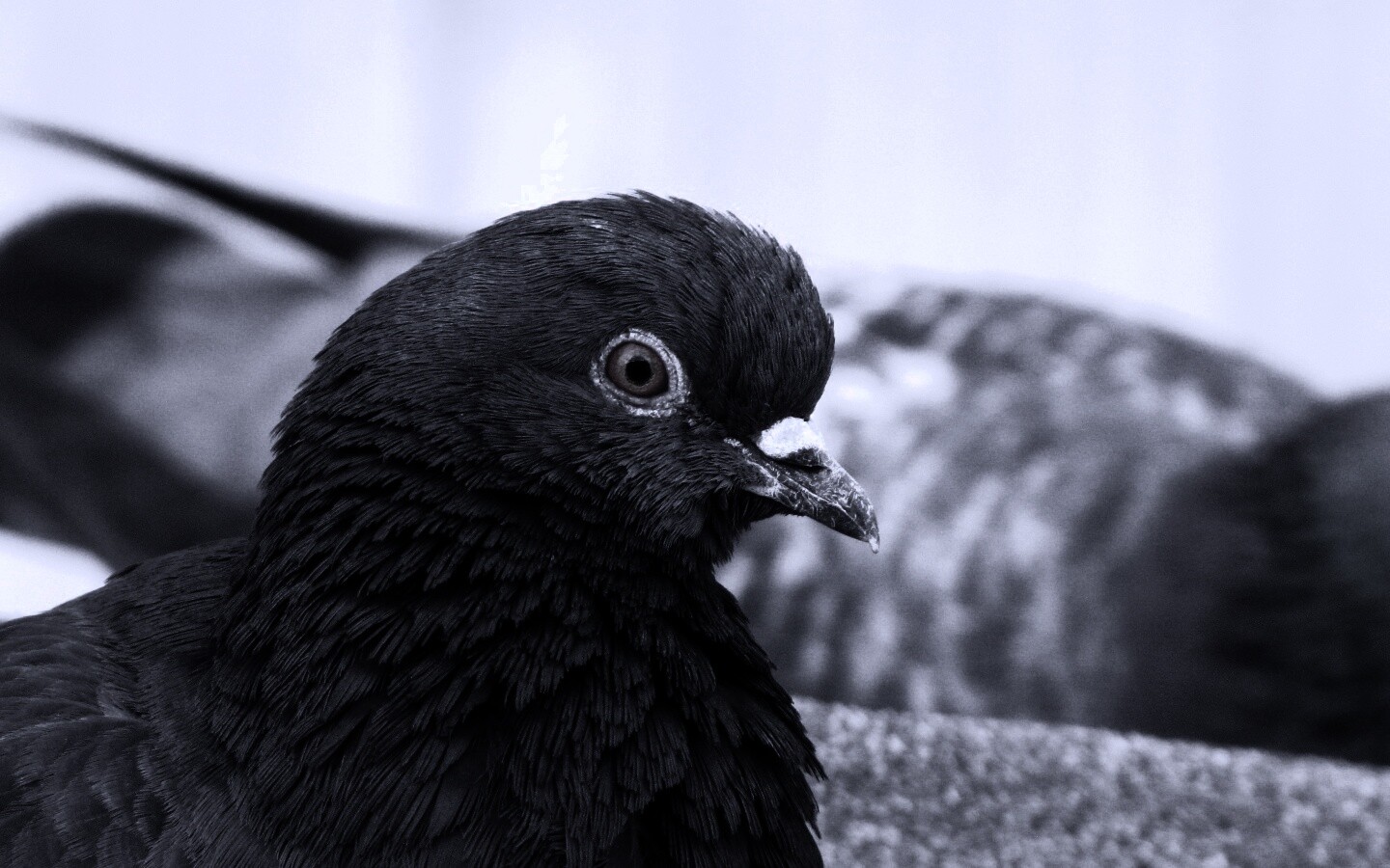 Смотрит в самую душу обои