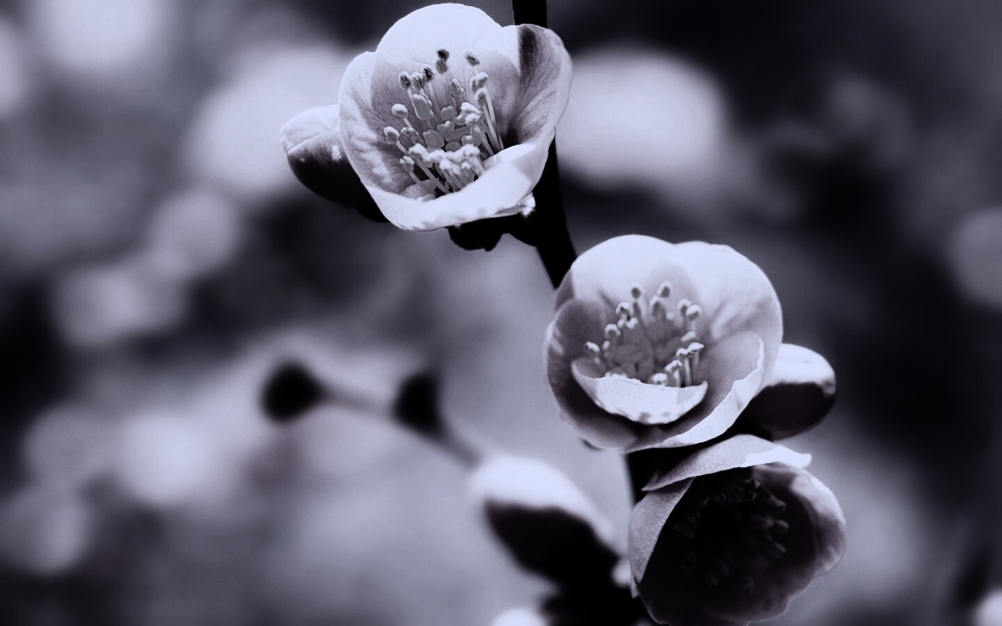 Великолепный цветок обои