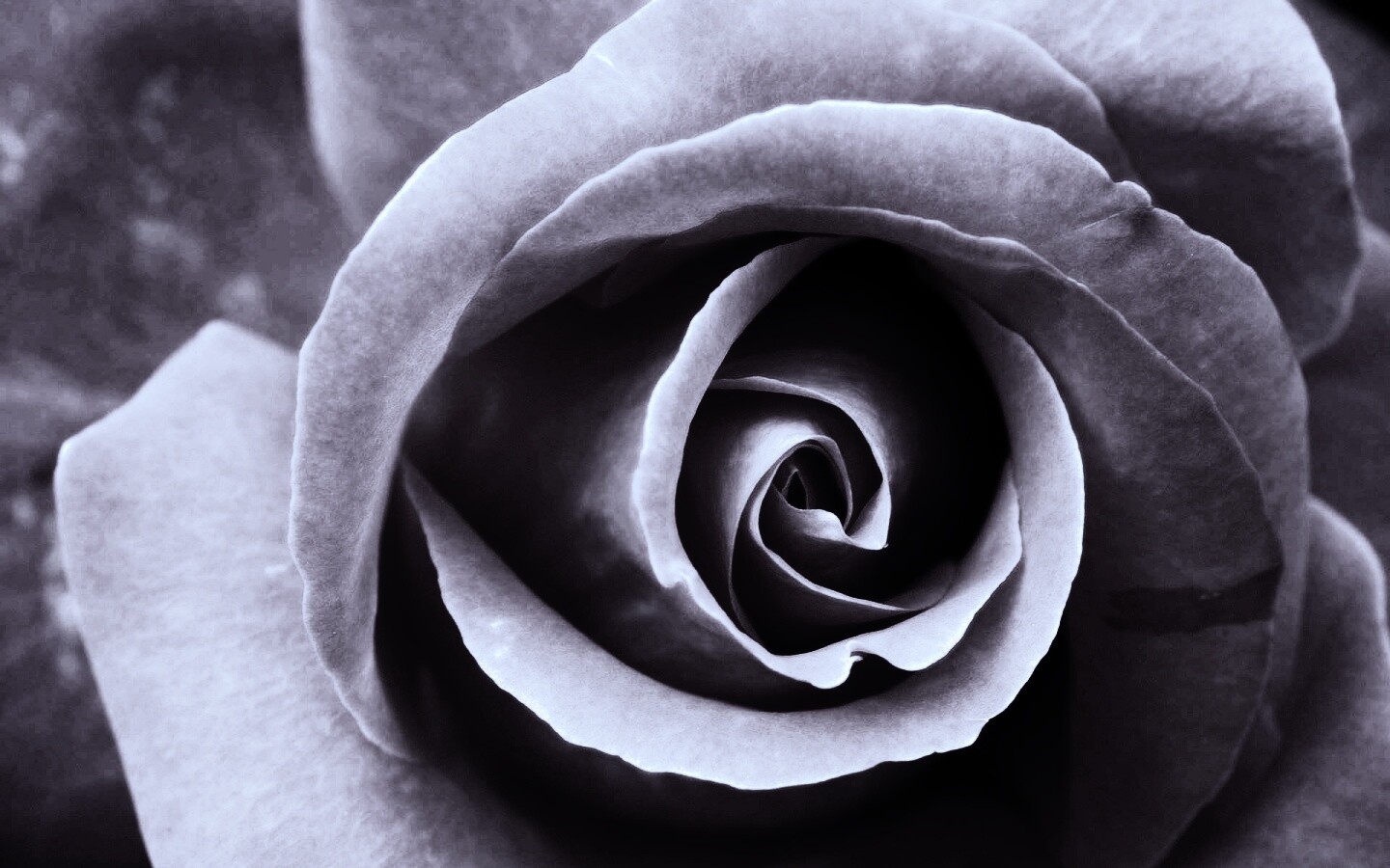 Красивая розовая роза обои