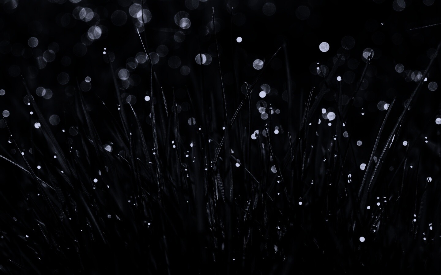 Трава ночью обои