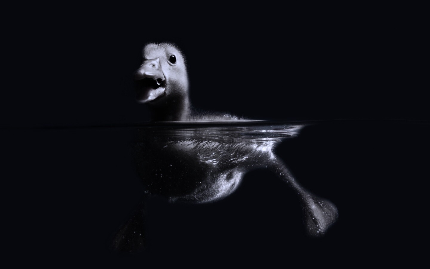 Утёнок в воде обои