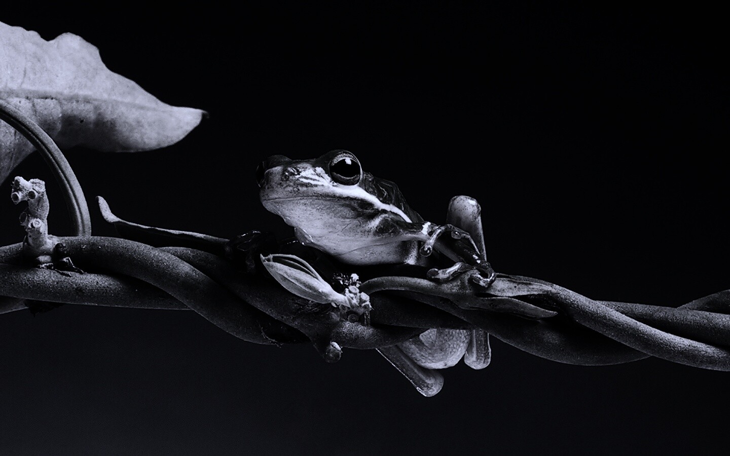 Лупоглазая лягушка на лиане обои