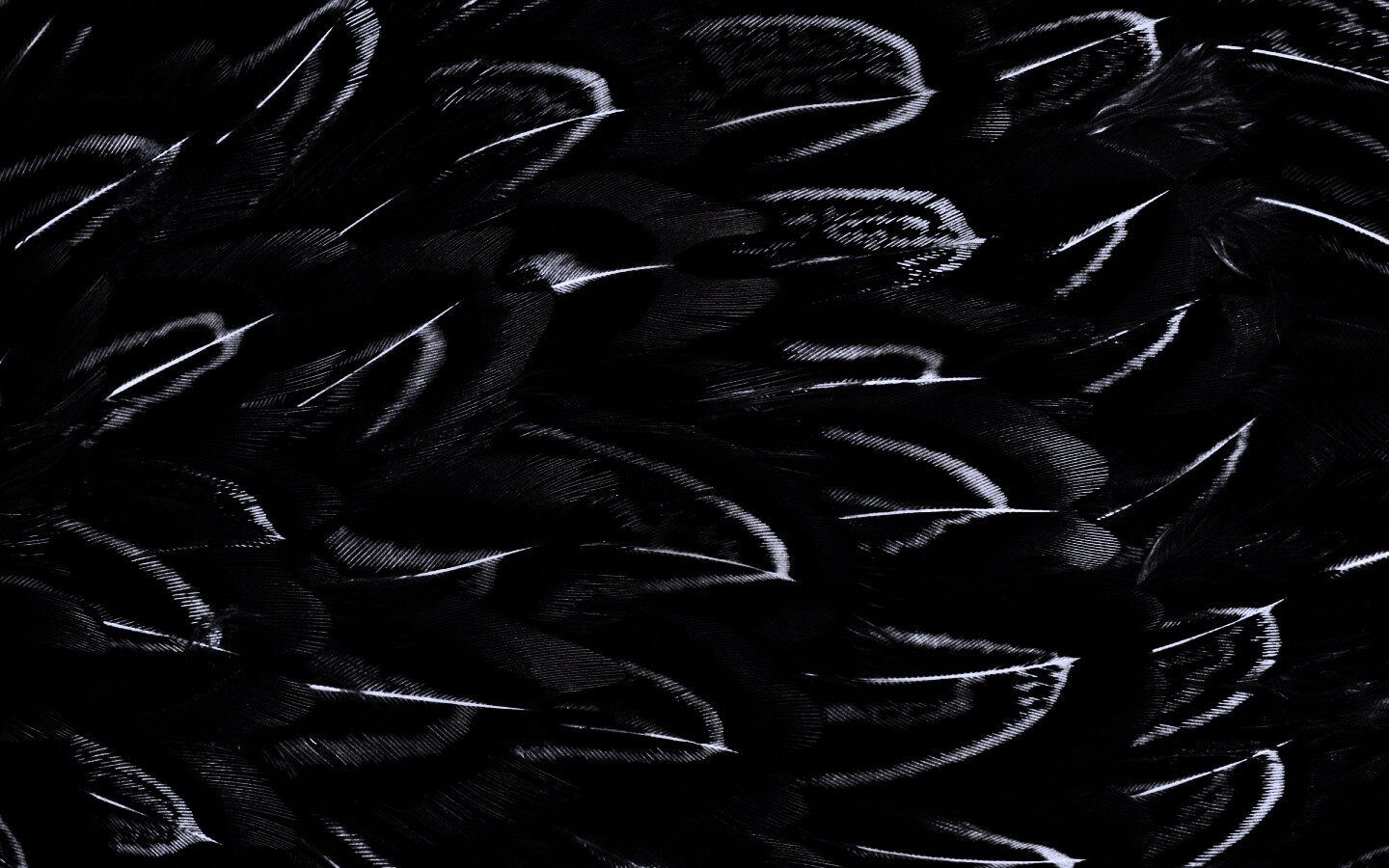 Красивые перья обои