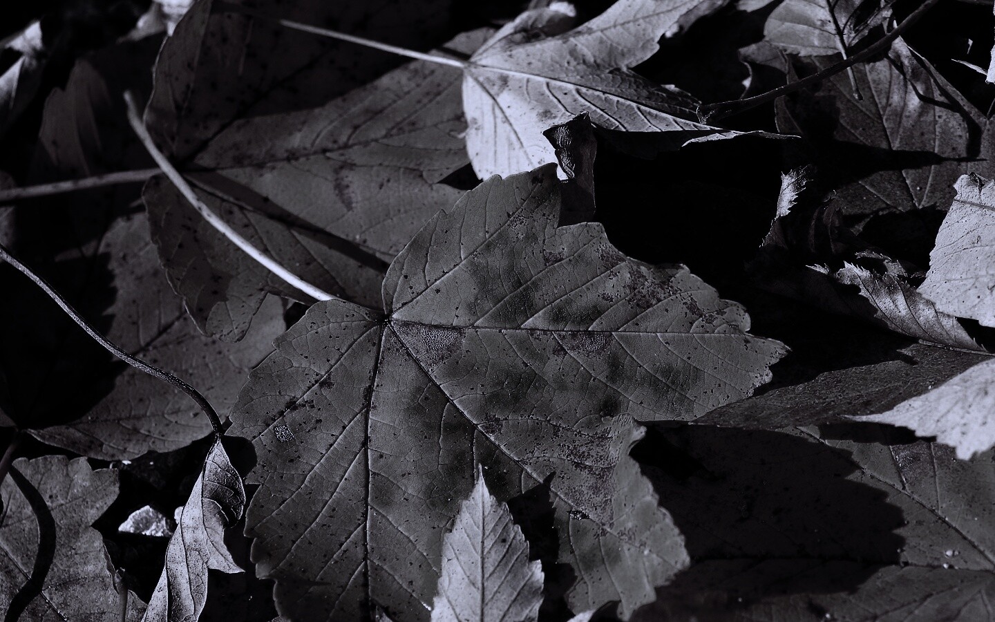 Осенние листья обои