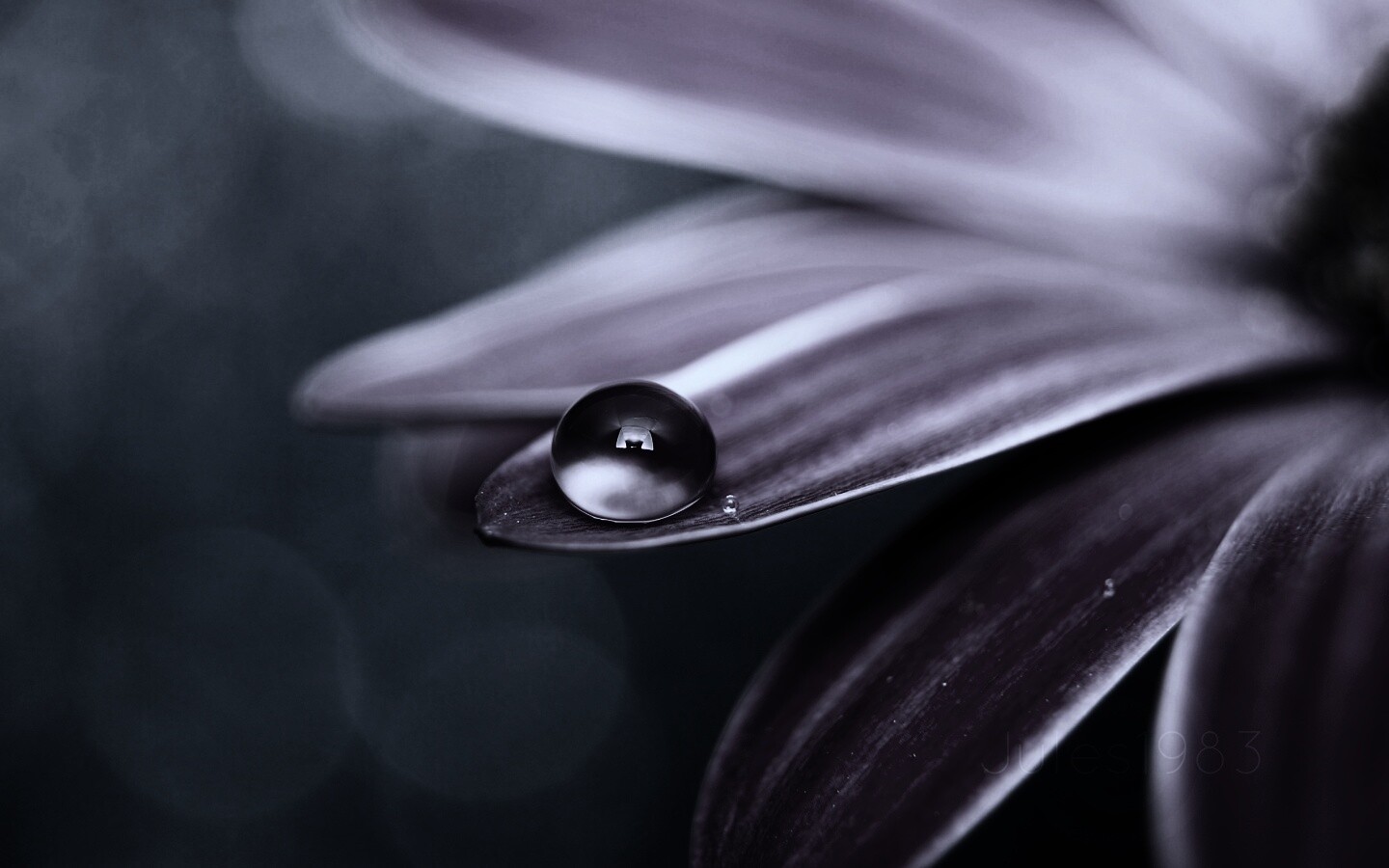 Капля на лепестке обои