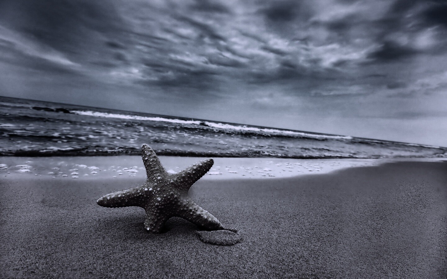 Морская звезда в песке обои