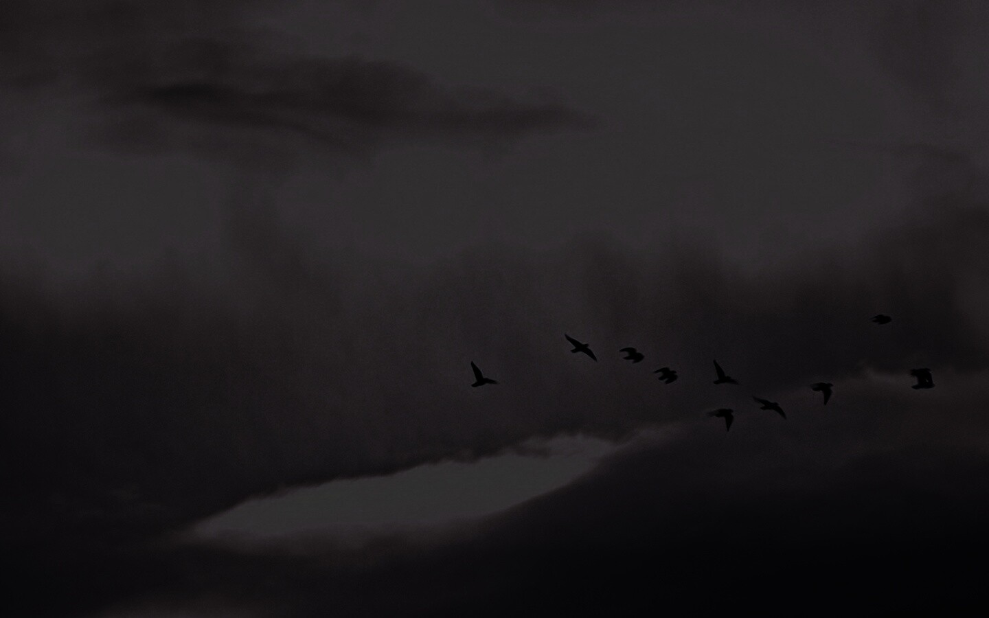 Птицы летят в закатном небе обои