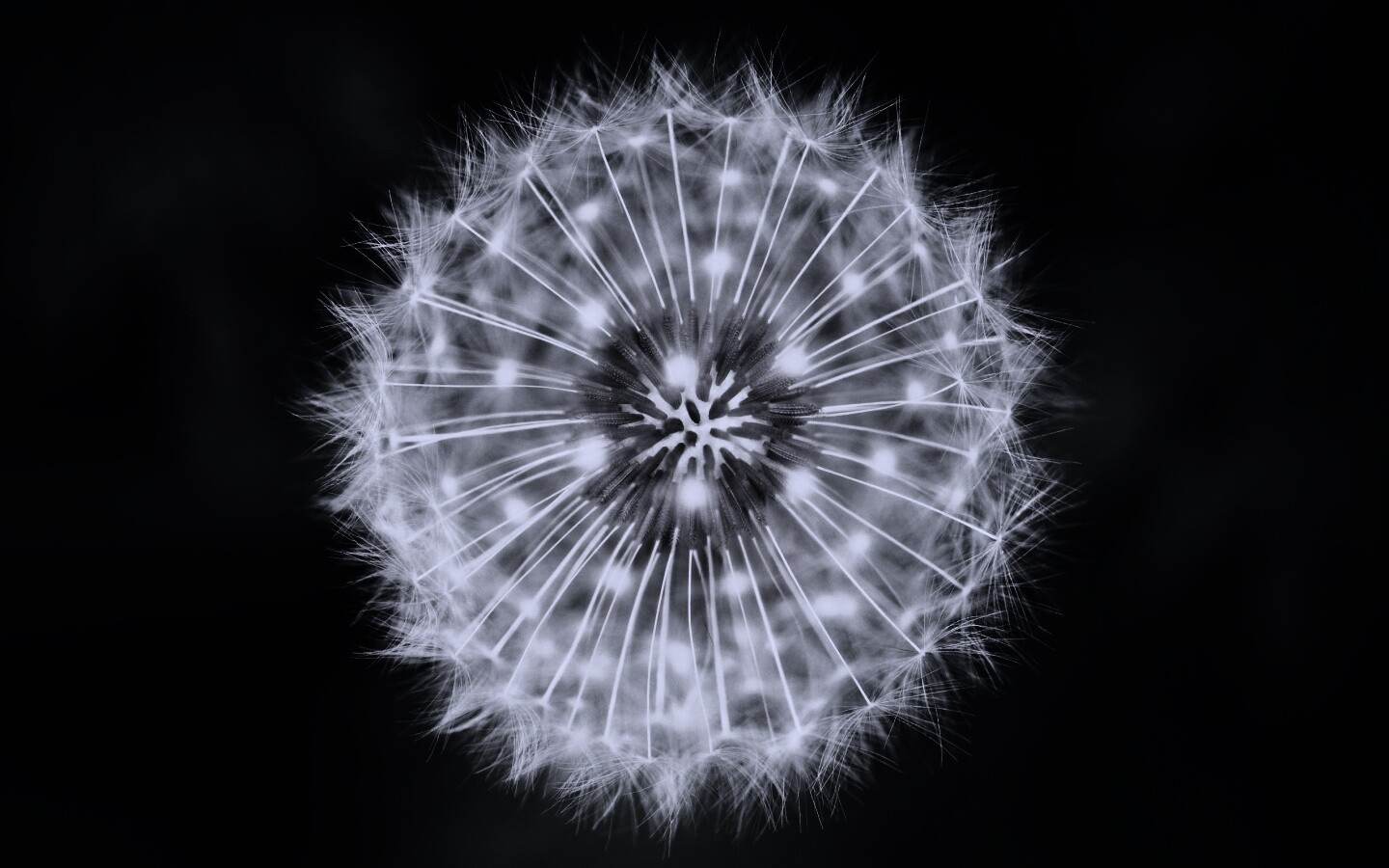Макро фотография одуванчика обои