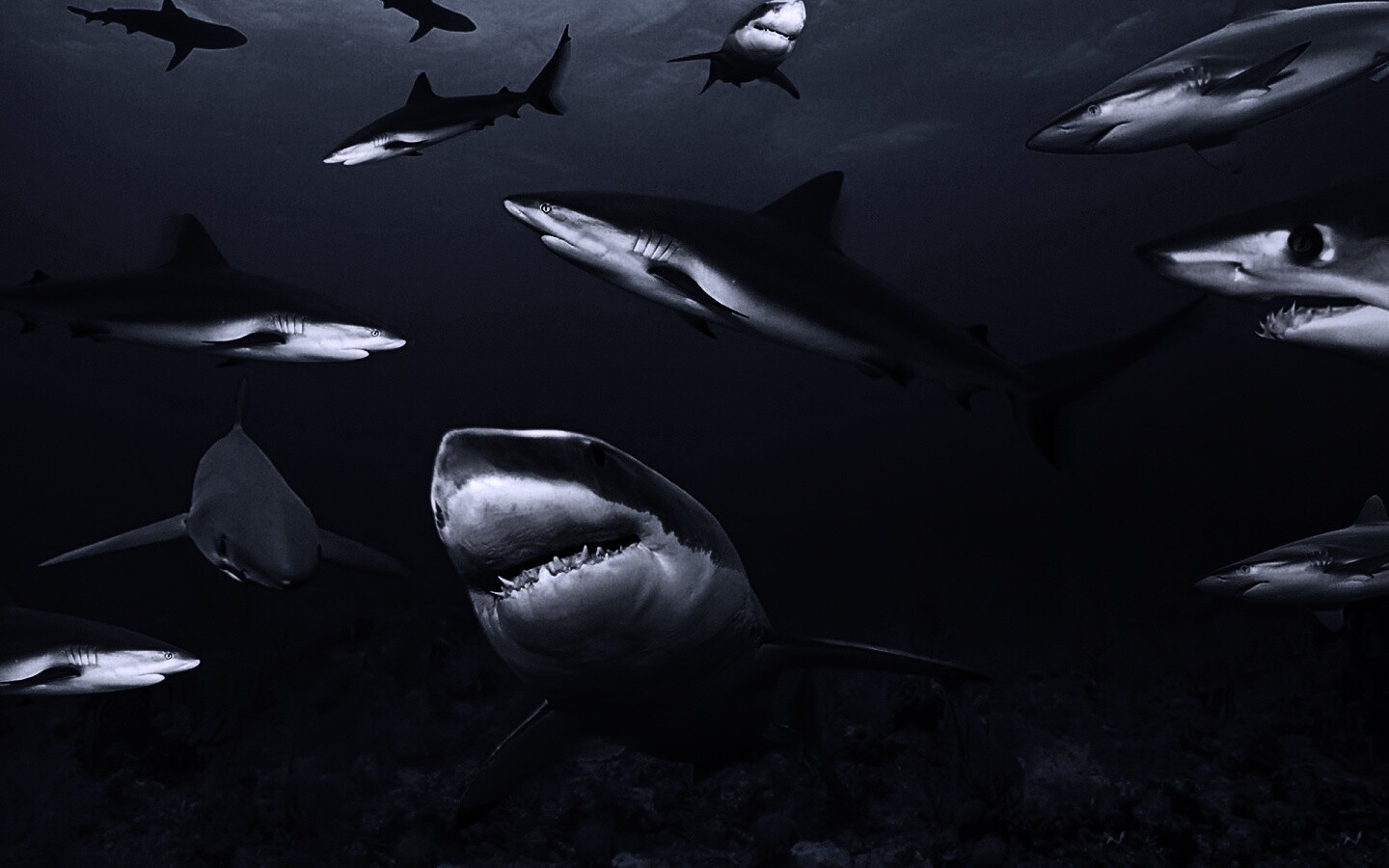 Стая акул обои