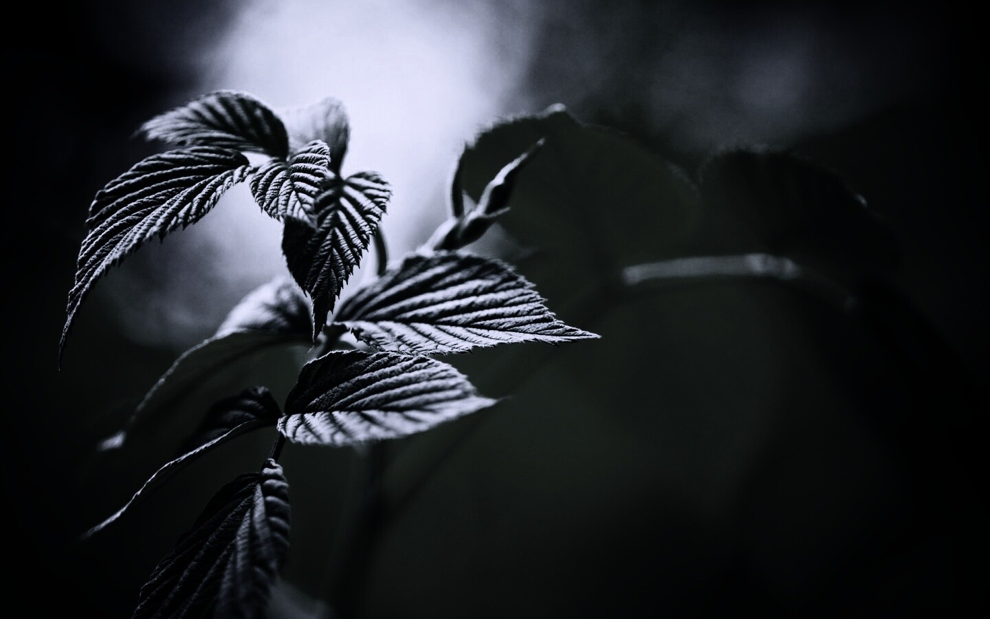 Листья малины обои