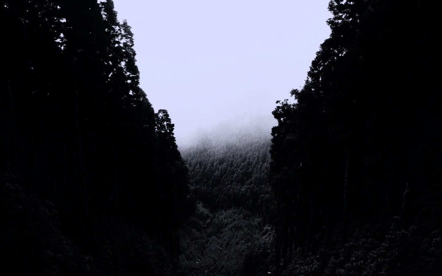 Густой лес обои