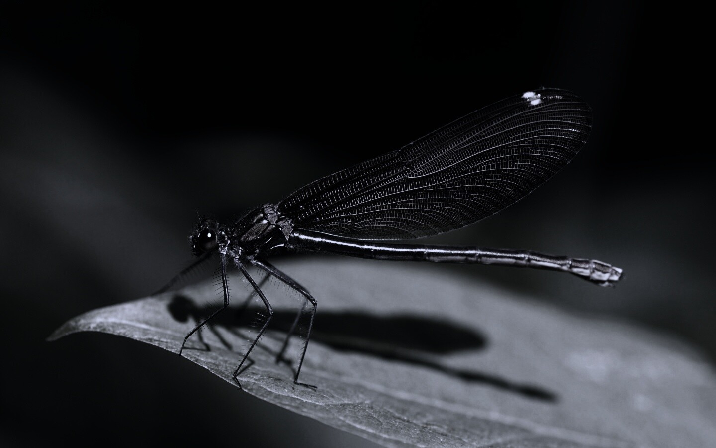 Стрекоза на листе обои