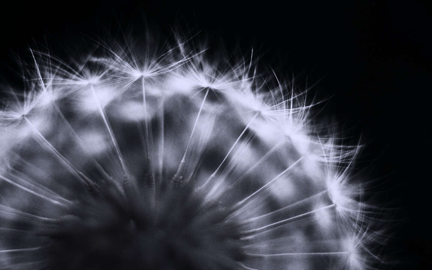 Макро фото одуванчика обои