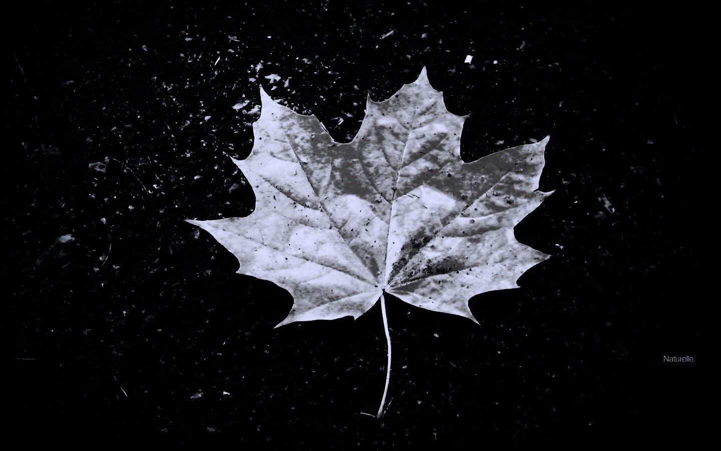 Желтый лист обои