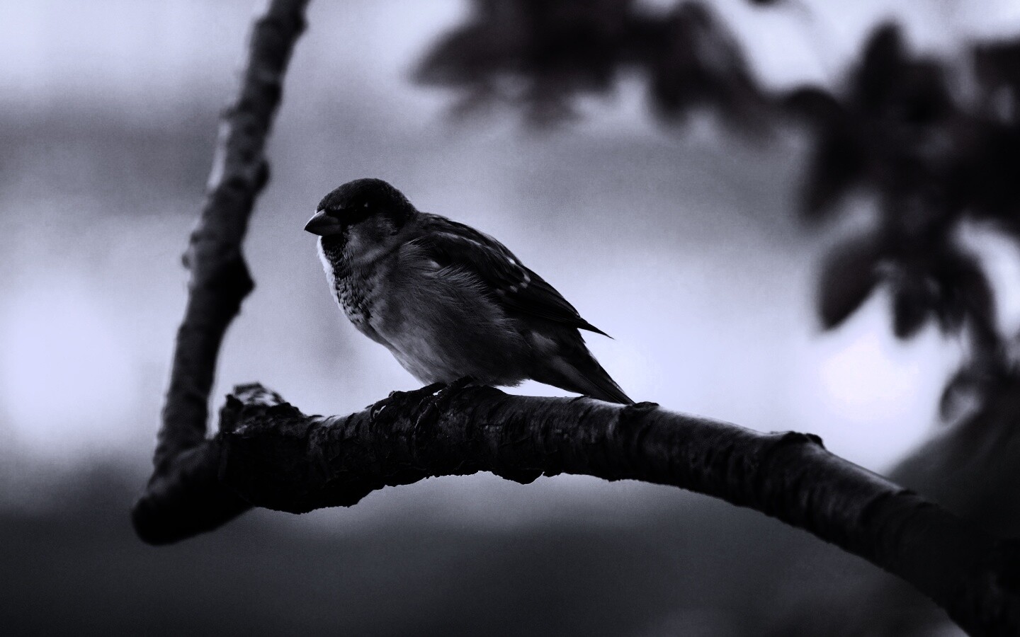 Птичка на ветке обои