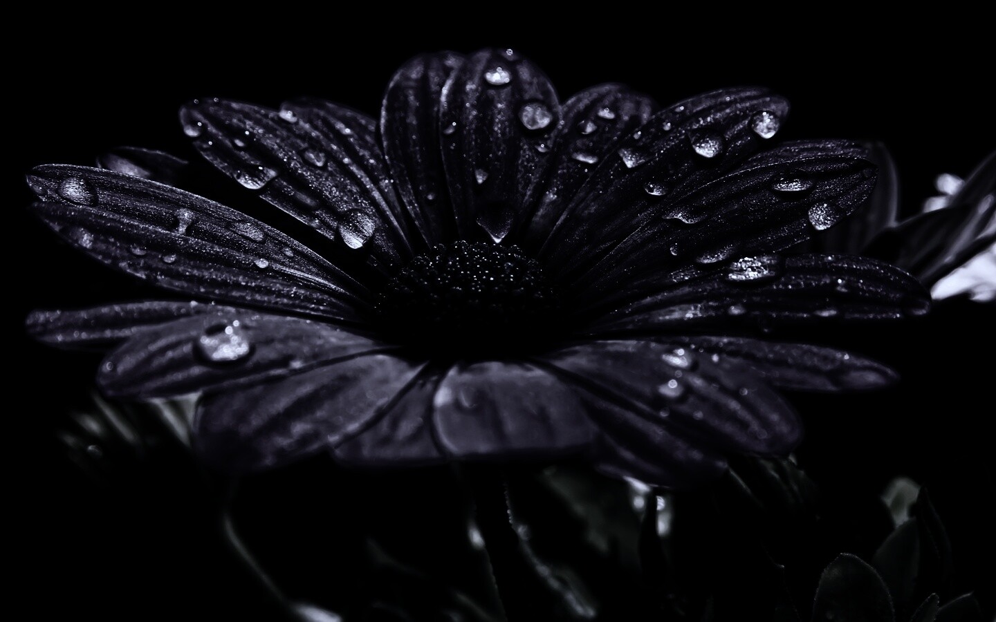 Мокрый от росы фиолетовый цветок обои