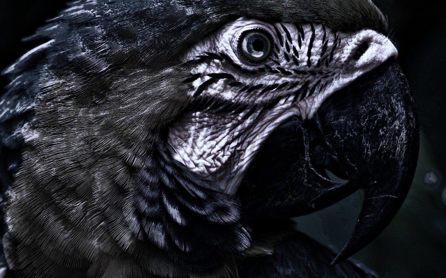 Попугай обои