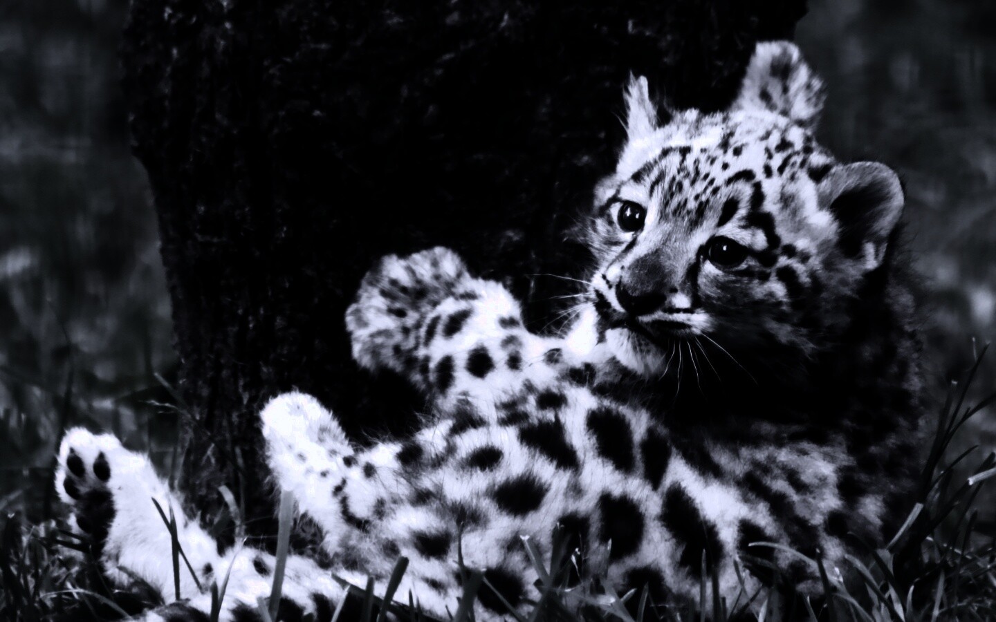 Котенок большой дикой кошки обои