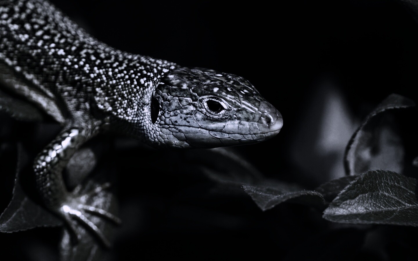 Ящерка на листьях обои