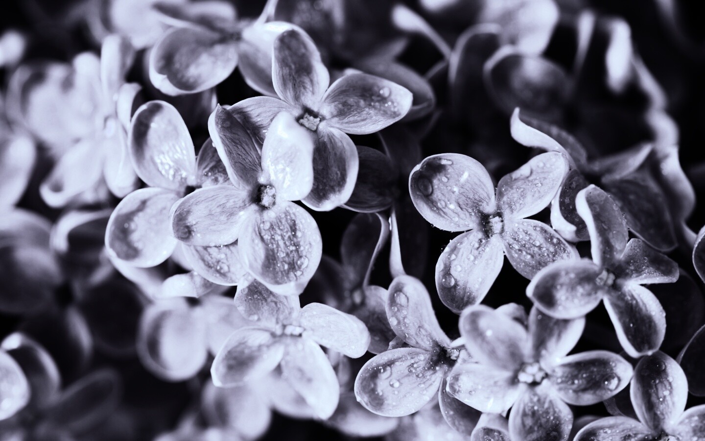 Цветы сирени обои