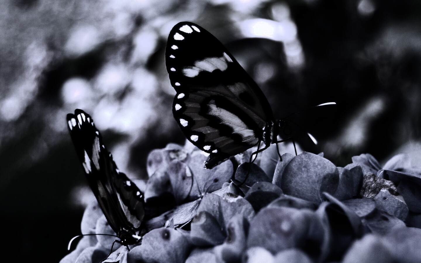 Две бабочки обои