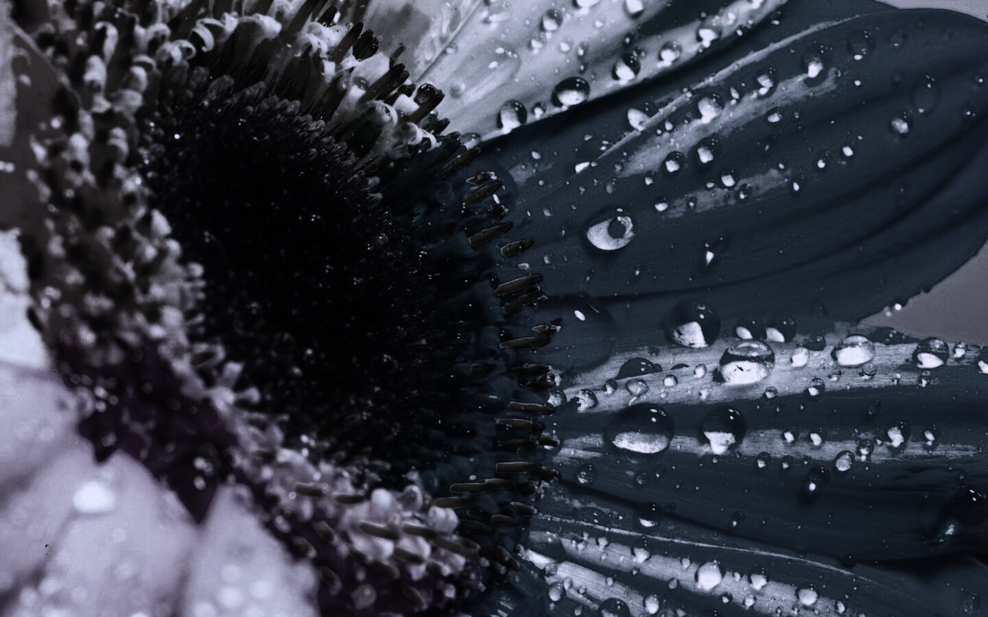 Цветик семицветик обои