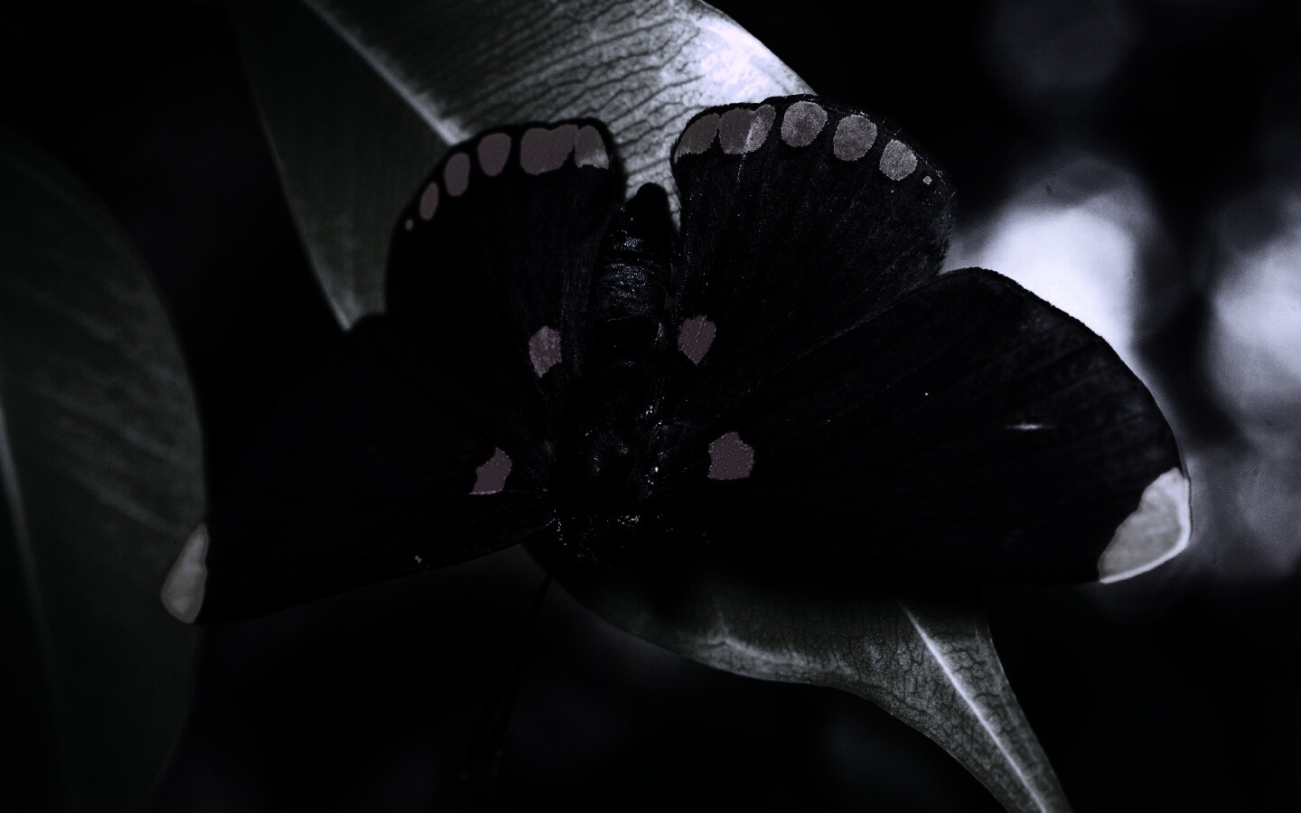 Бабочка на листе обои