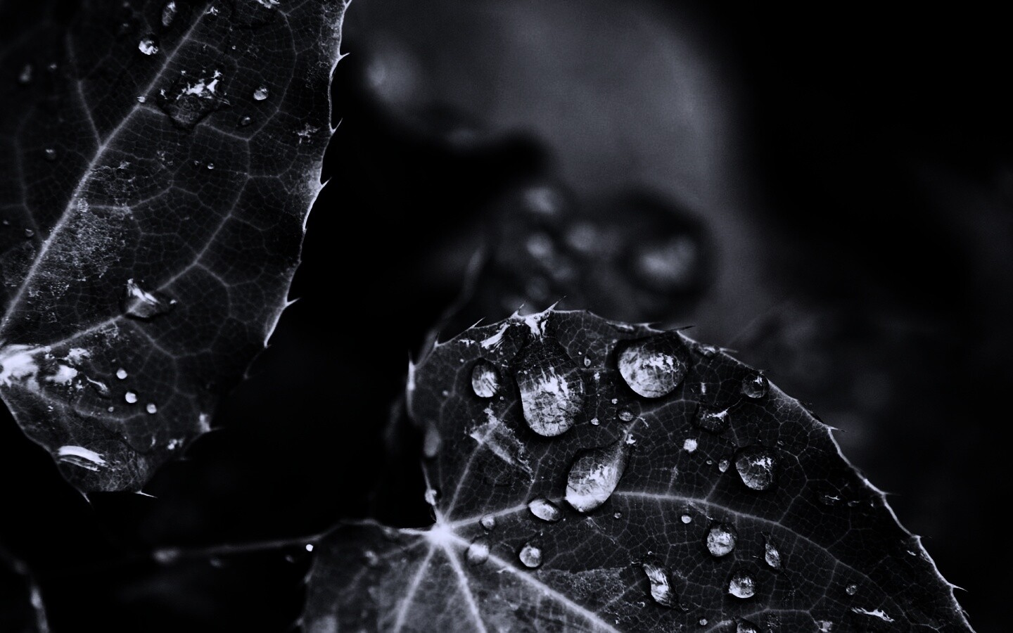 Капельки росы на листьях обои