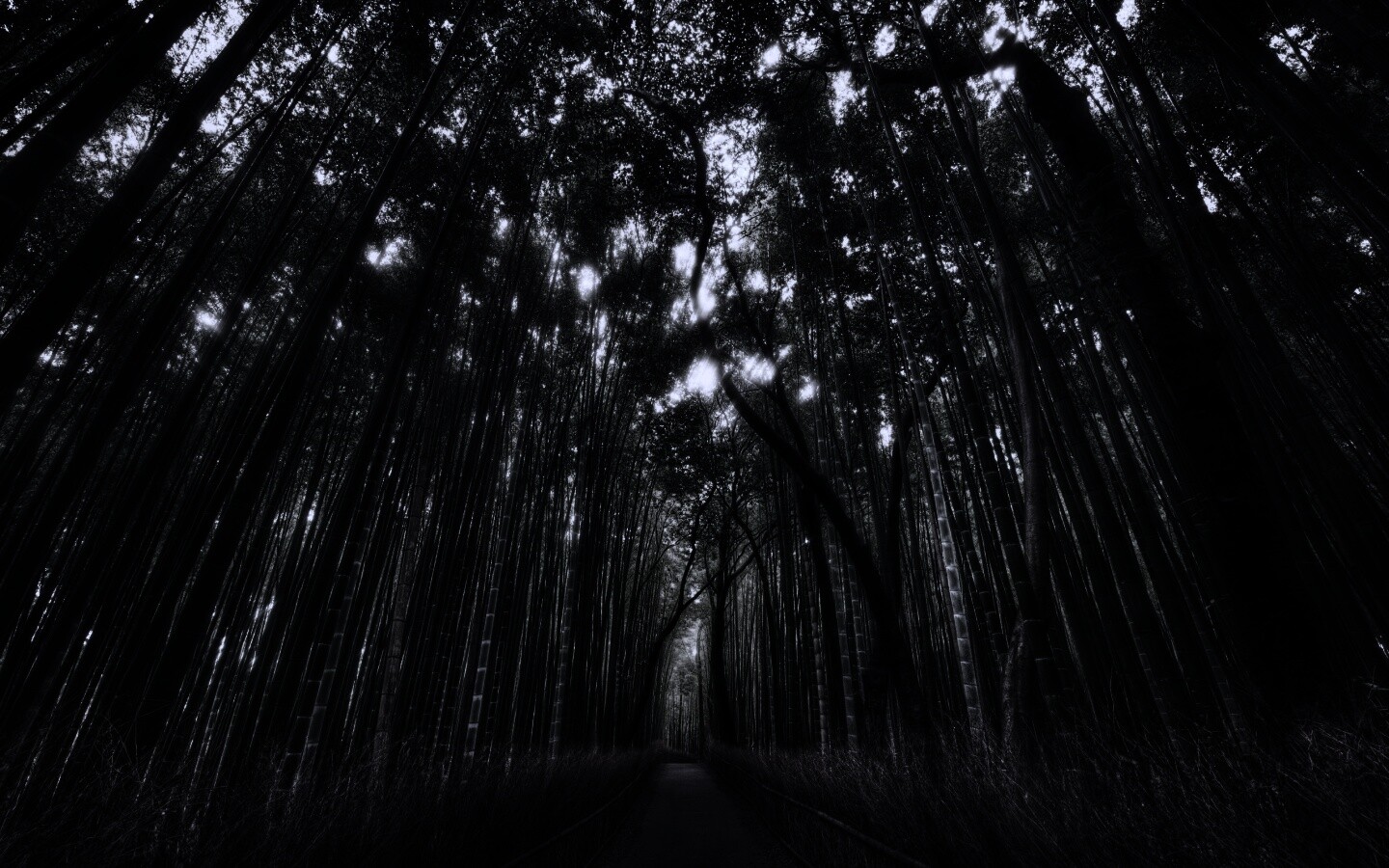 Дорога в тростниковых зарослях обои