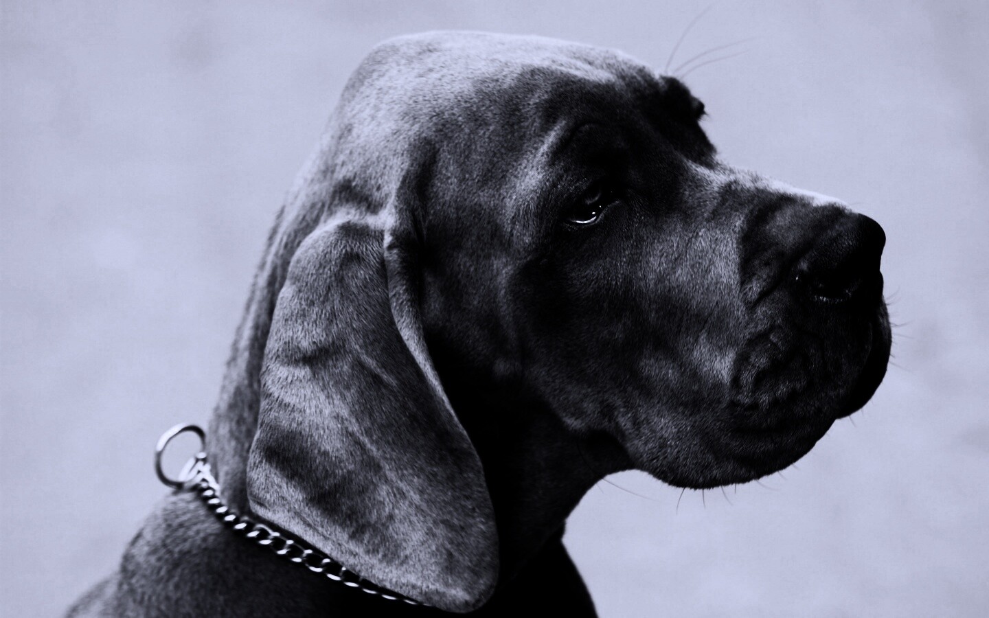Грустная собака обои