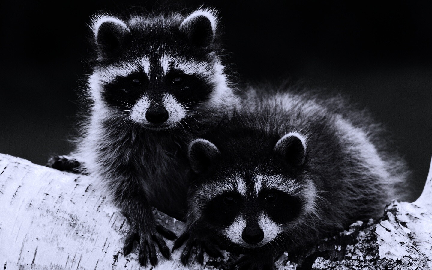 Полосатики обои