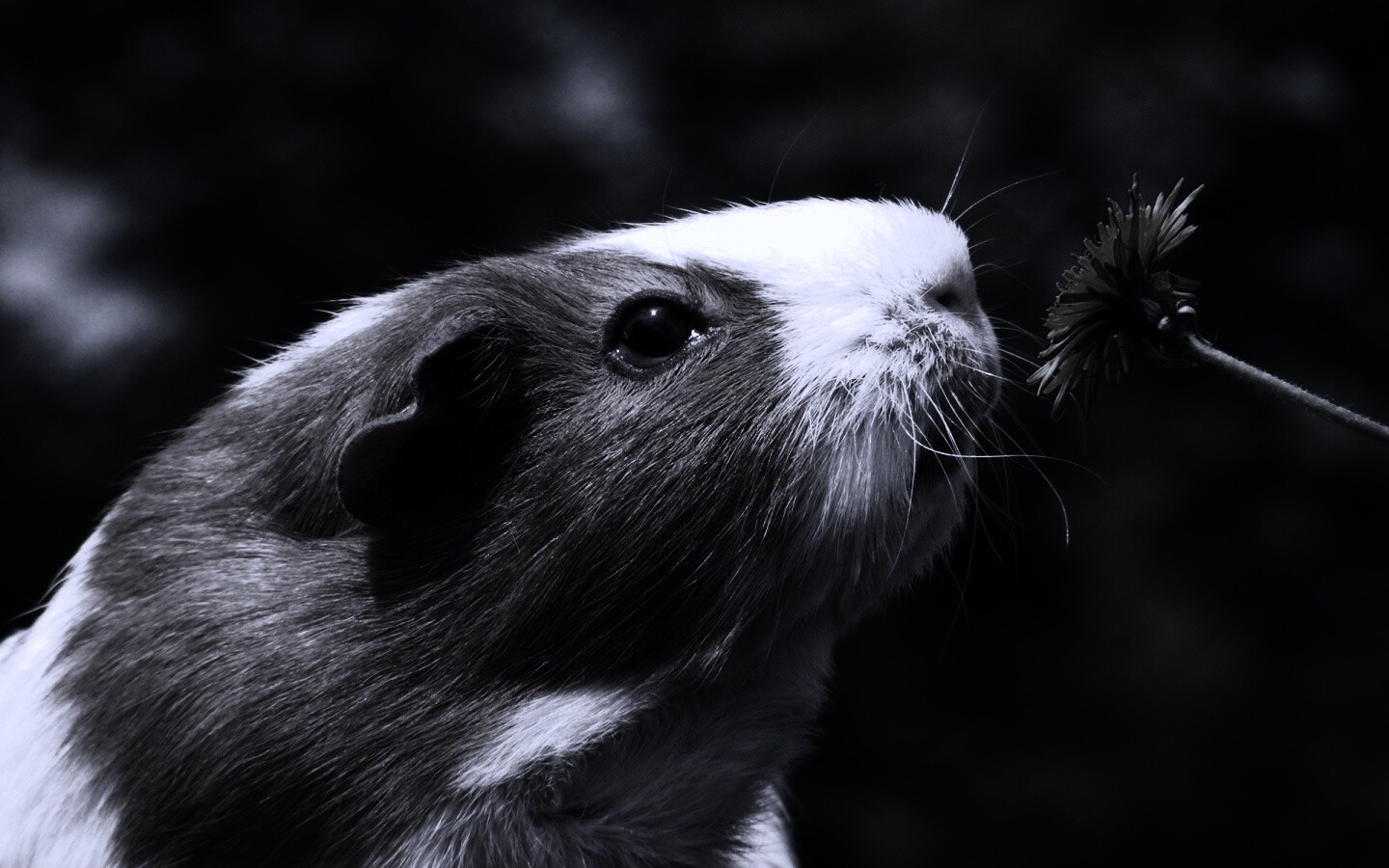 Морская свинка - романтик обои