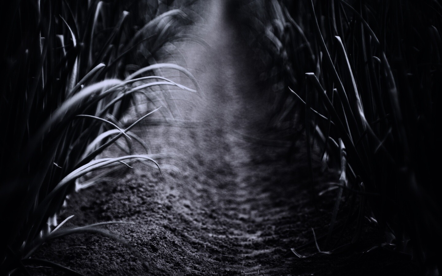 Тропинка в траве обои