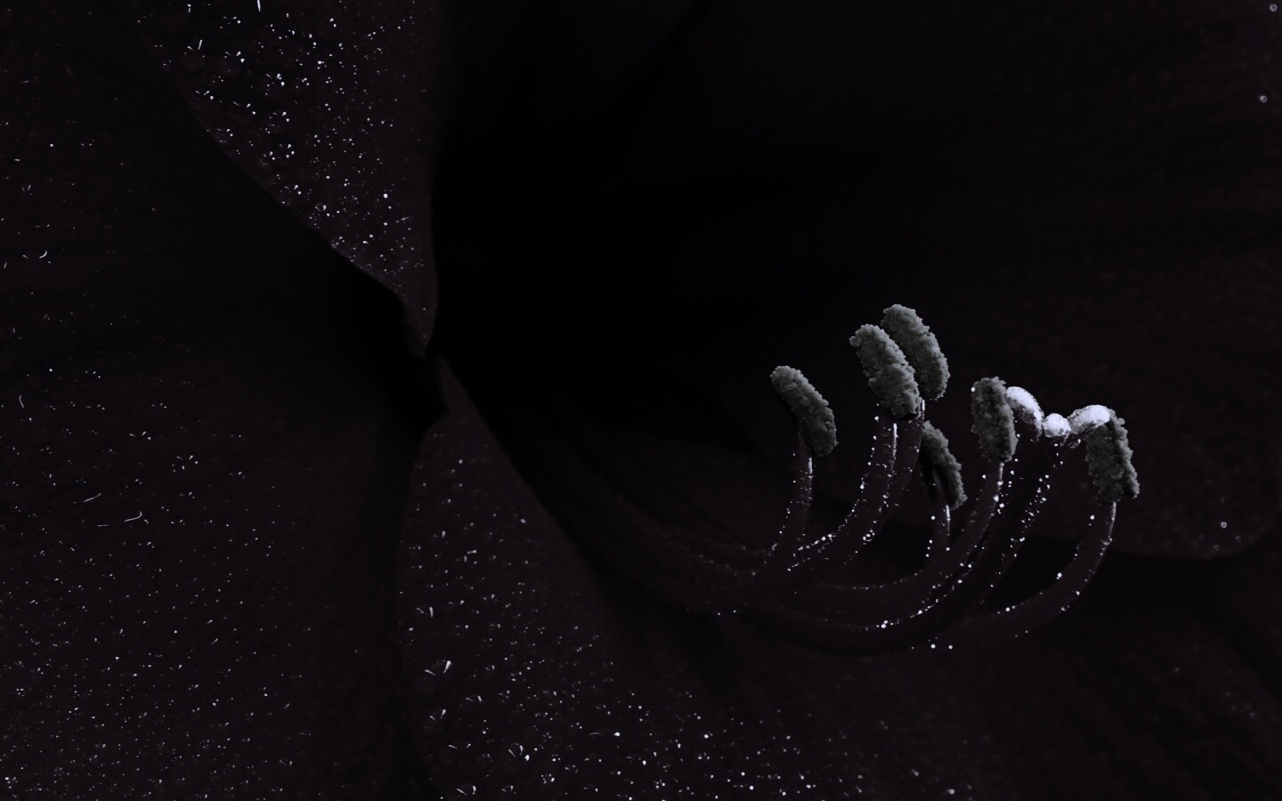 Красная манящая лилия обои