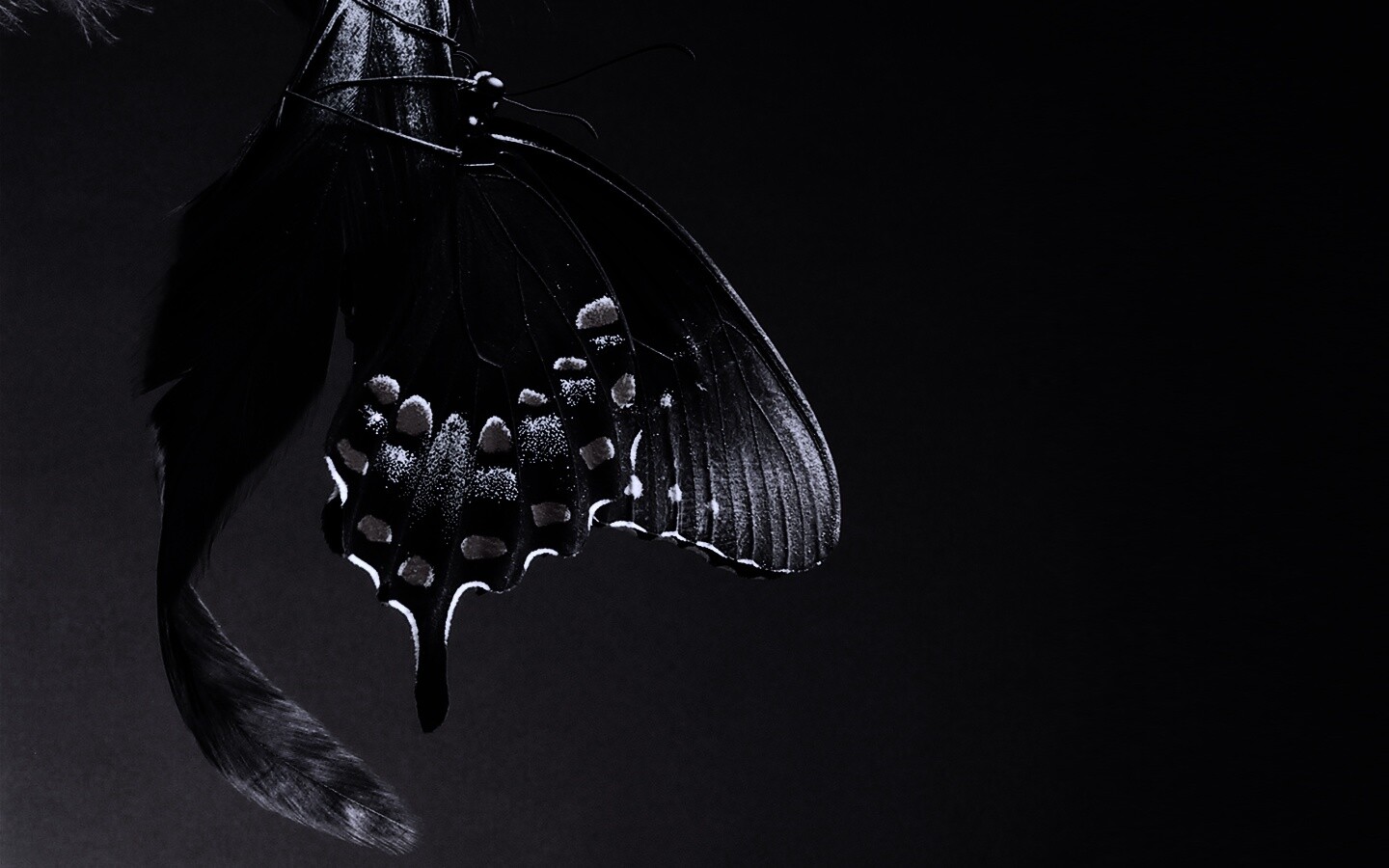 Красивая бабочка обои