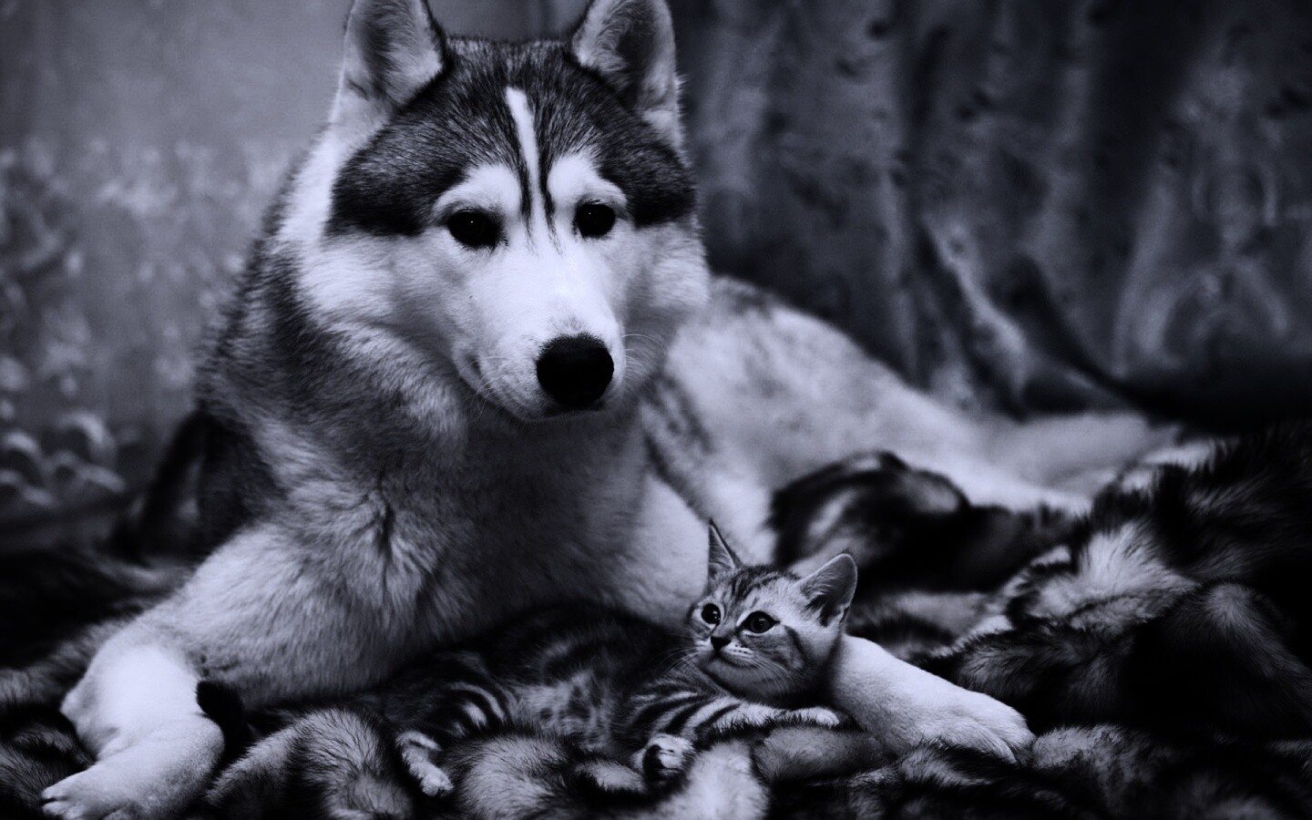 Собака и котенок обои