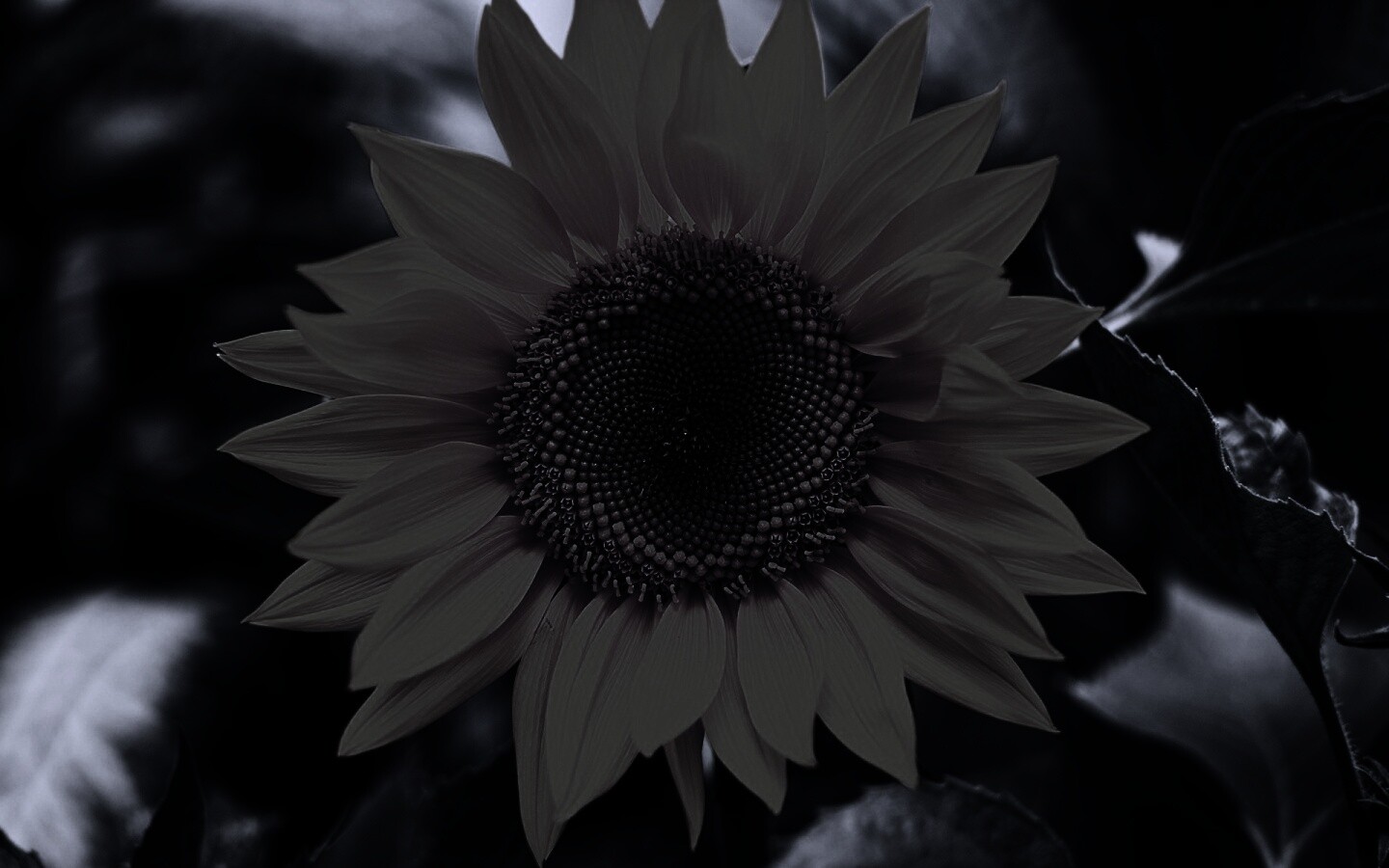 Подсолнух на поле обои