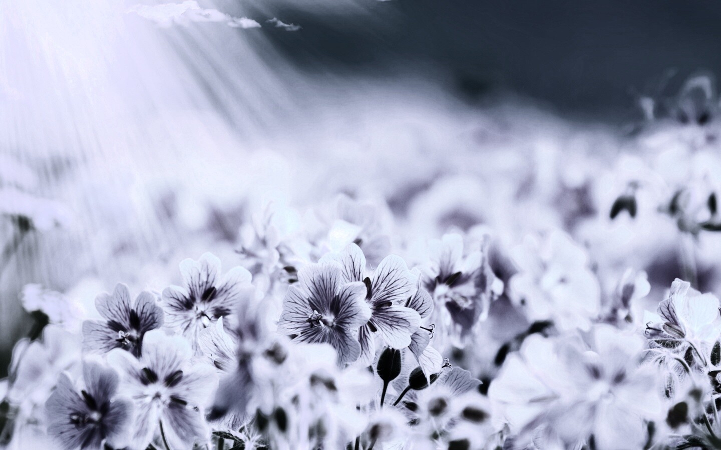 Цветочки обои