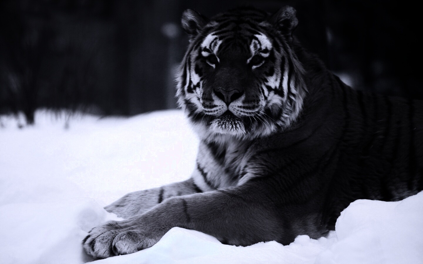 Тигр в снегу обои