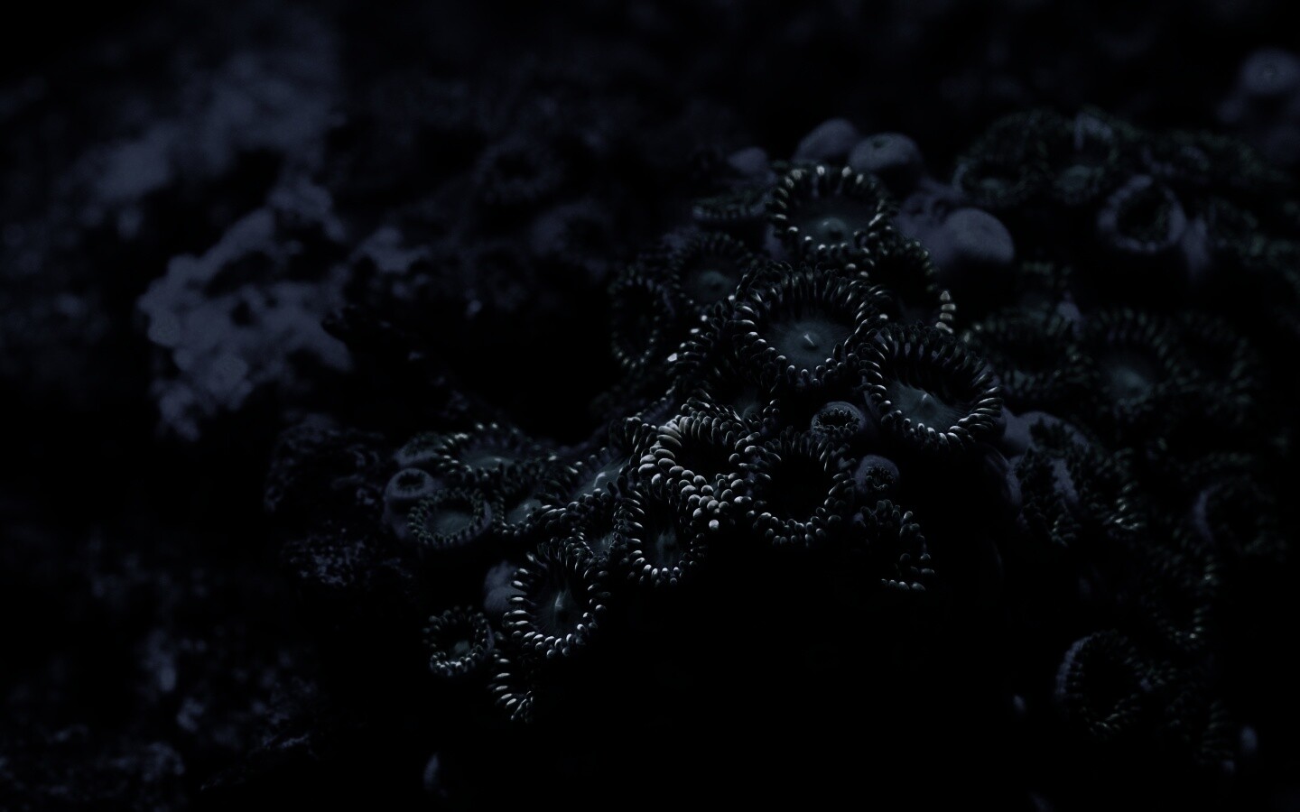 Морское дно обои