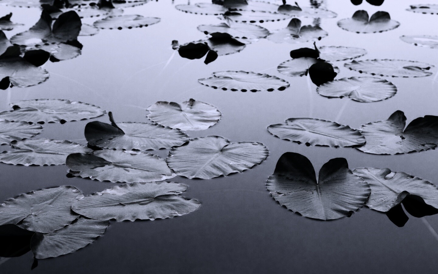 Плавающие листья обои