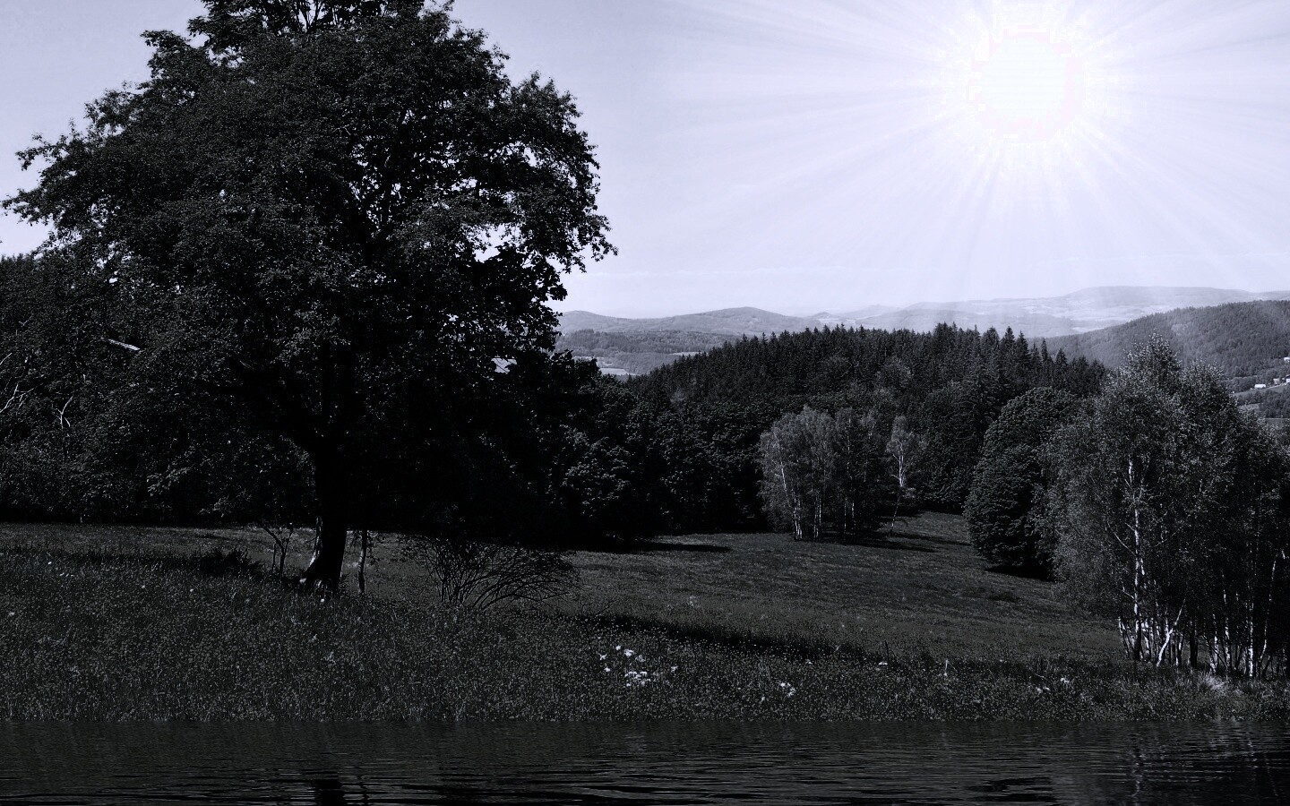Дерево у воды обои