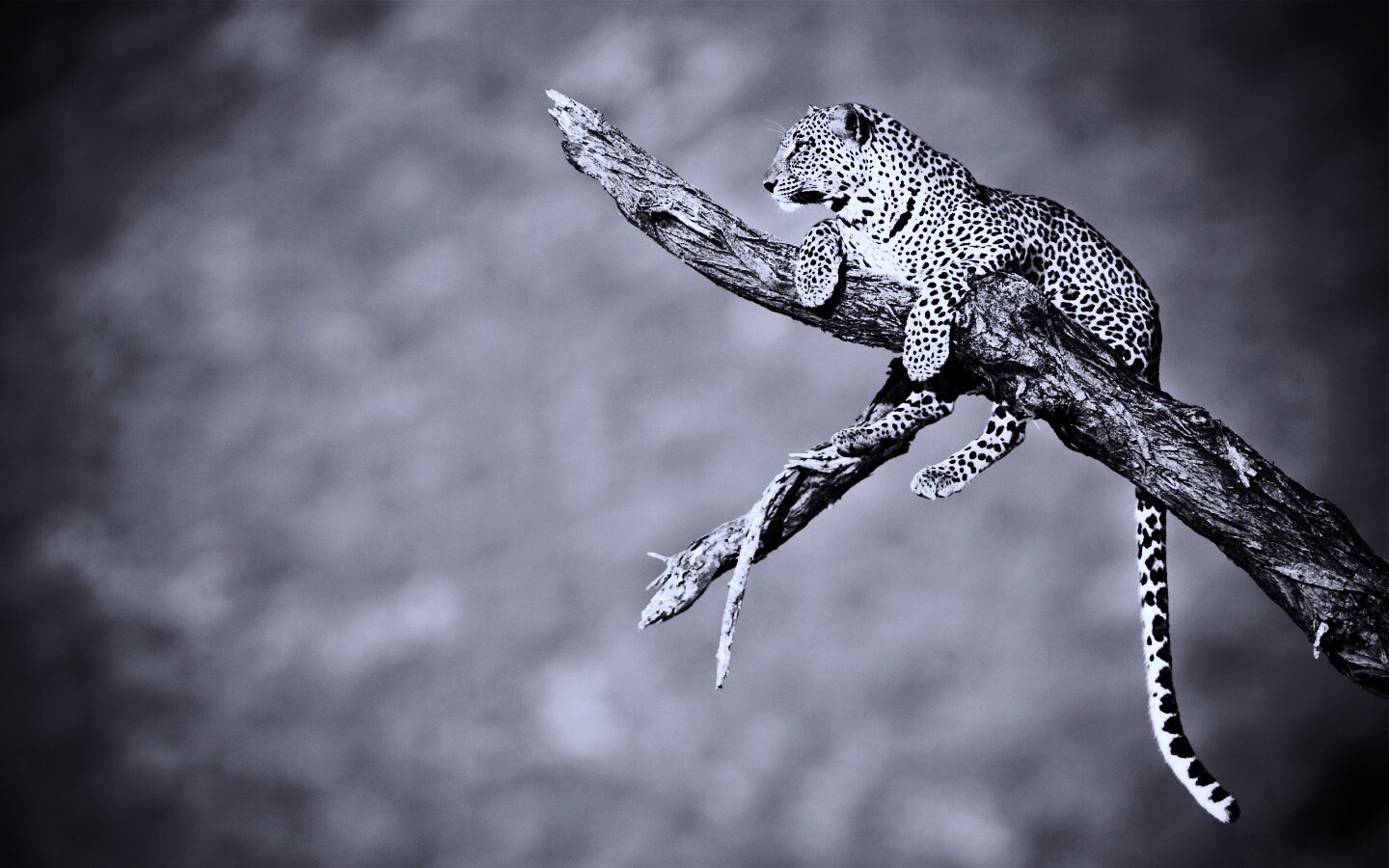 Ягуар на дереве обои