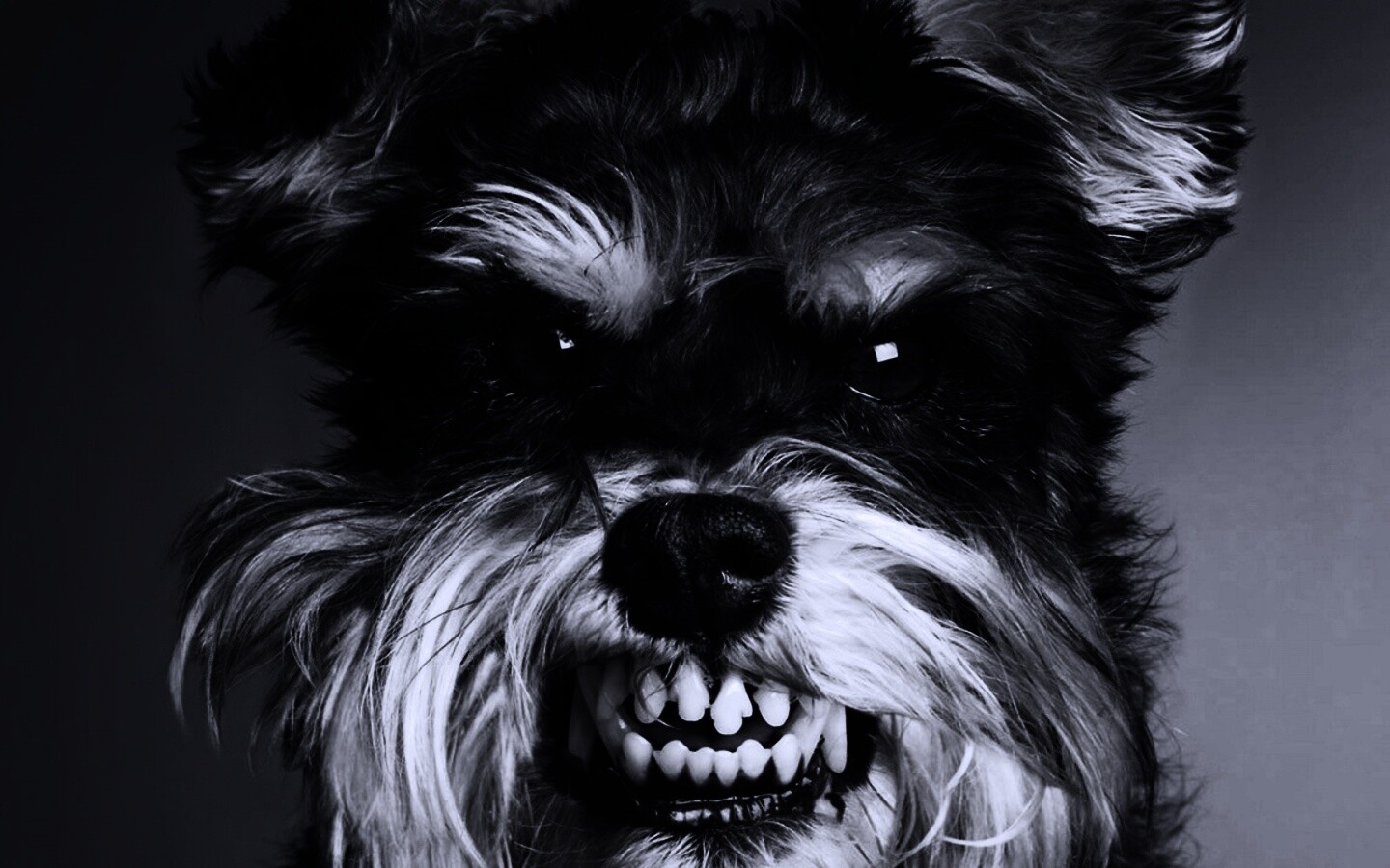 Терьер вне себя обои